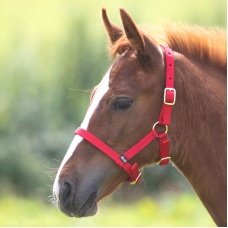 SHIRES Недоуздок для жеребят, красный