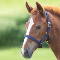 SHIRES Недоуздок для жеребят, синий
