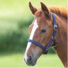SHIRES Недоуздок для жеребят, синий