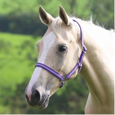 SHIRES Недоуздок "Wessex", COB, фиолетовый-лиловый