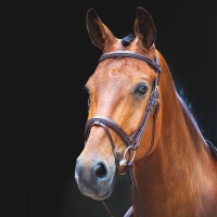 SHIRES SALISBURY Оголовье для лошади "Bodenham", австралийский орех