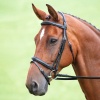 SHIRES SALISBURY Оголовье для лошади "Bodenham", черный